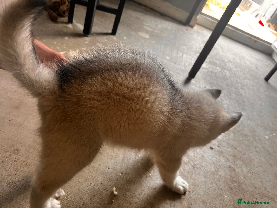 Siberian Husky dogs for sale: 1 male husky puppy white  - Image 6