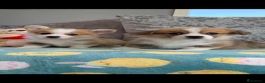 Welsh Corgi Pembroke 4