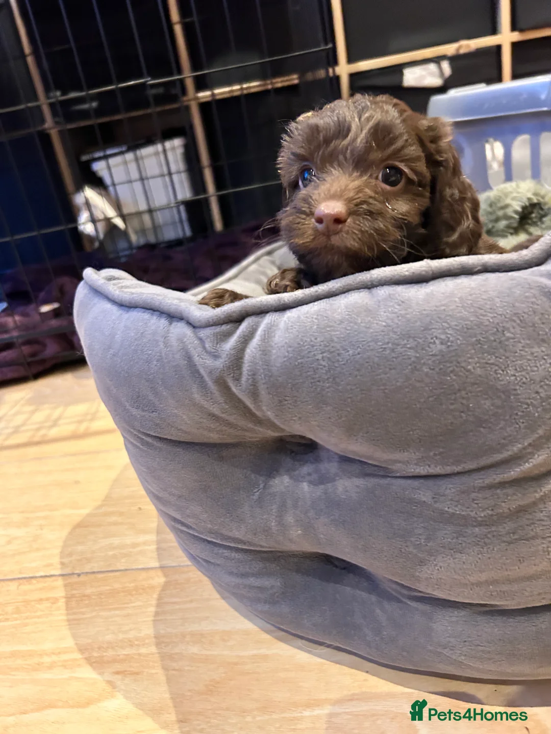 Cockapoo dogs for sale: Beautiful Cockerpoo’s in Macclesfield - Advert 17