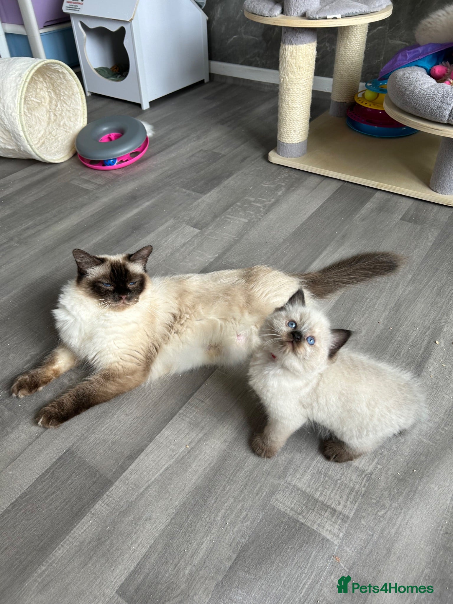 Ragdoll cats Seal Tabby colourpoint  - Advert 5