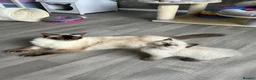 Ragdoll cats for sale: Seal Tabby colourpoint  - Advert 1