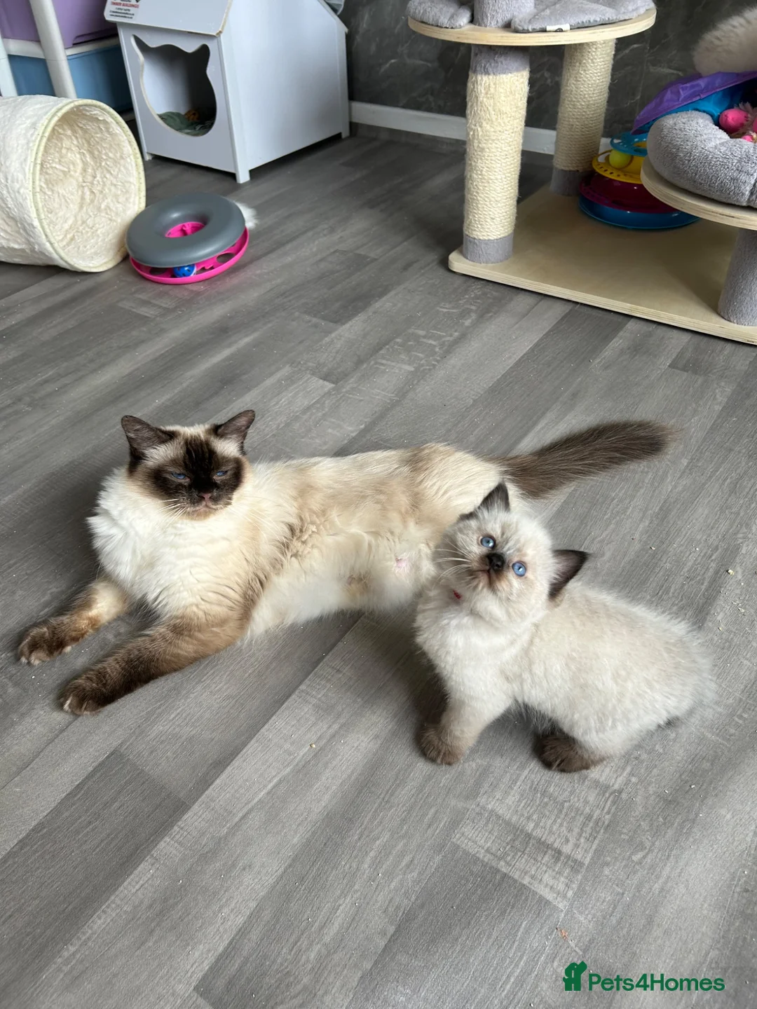 Ragdoll cats for sale: Seal Tabby colourpoint  - Advert 1