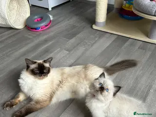 Ragdoll cats Seal Tabby colourpoint - Advert 5