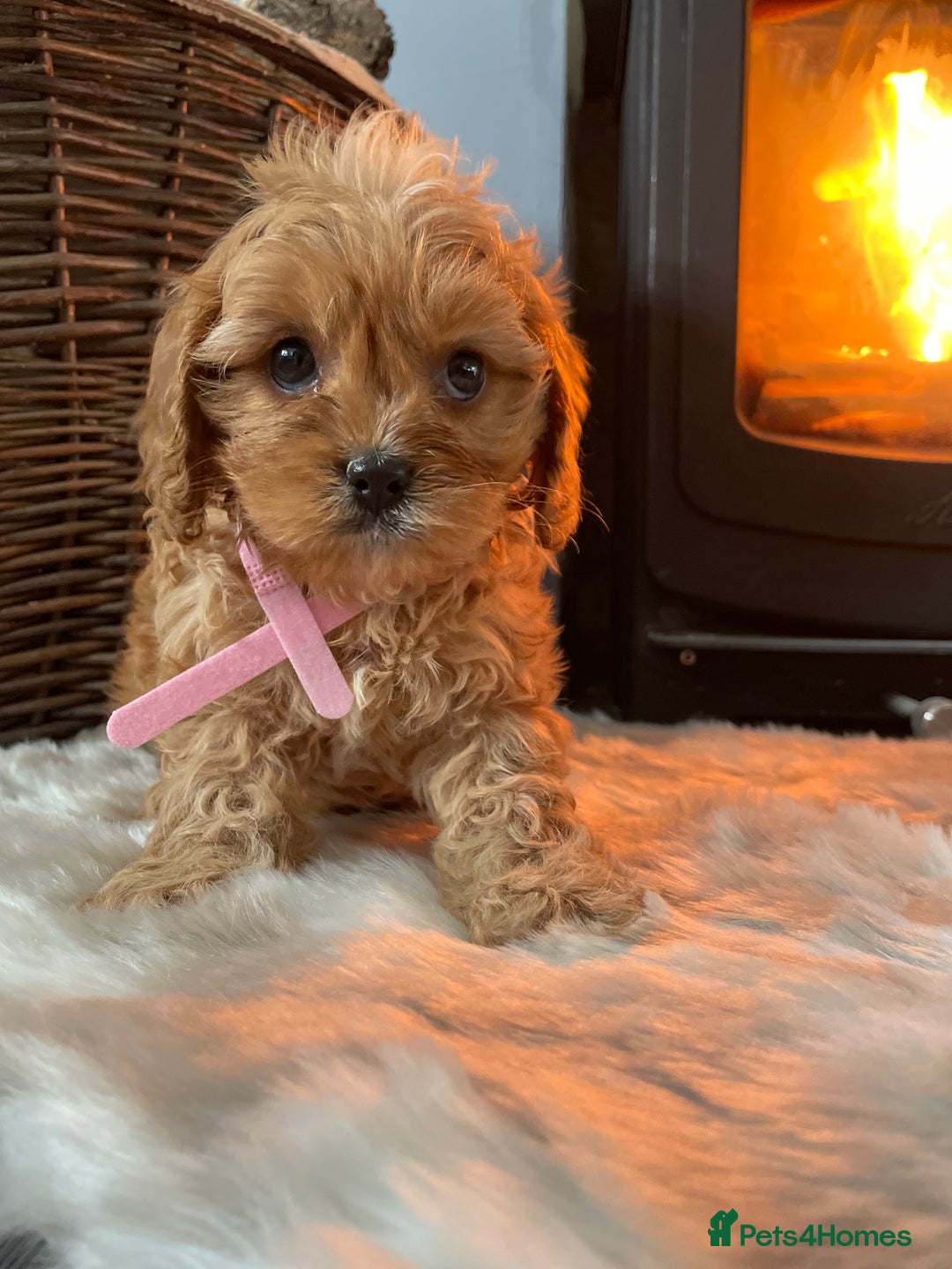 Cavapoo dogs for sale: Gorgeous Cavapoo Puppies - Advert 15