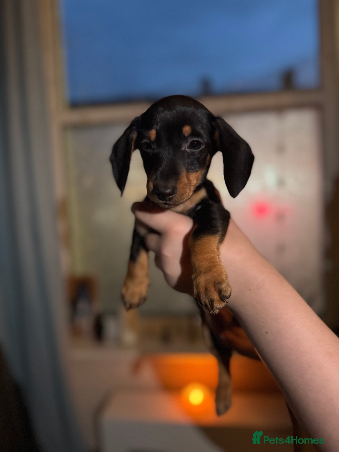 Miniature Dachshund dogs for sale: 🌟ONE LEFT🌟 Beautiful mini Dachshund puppies 🥰 - Image 11
