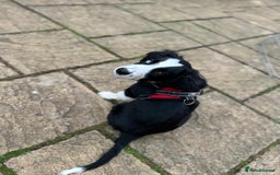 Border Collie dogs for sale: Beautiful Border Collie Puppies - 1 Boy Left - Advert 26