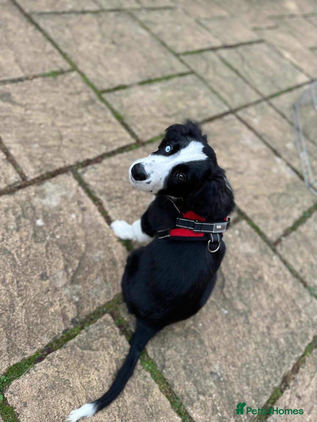 Border Collie dogs for sale: Beautiful Border Collie Puppies - 1 Boy Left - Advert 26