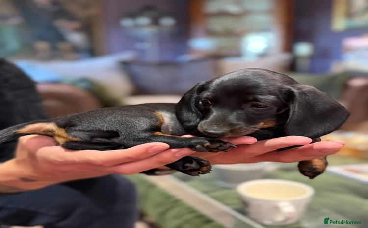 Miniature Dachshund dogs - Advert 4