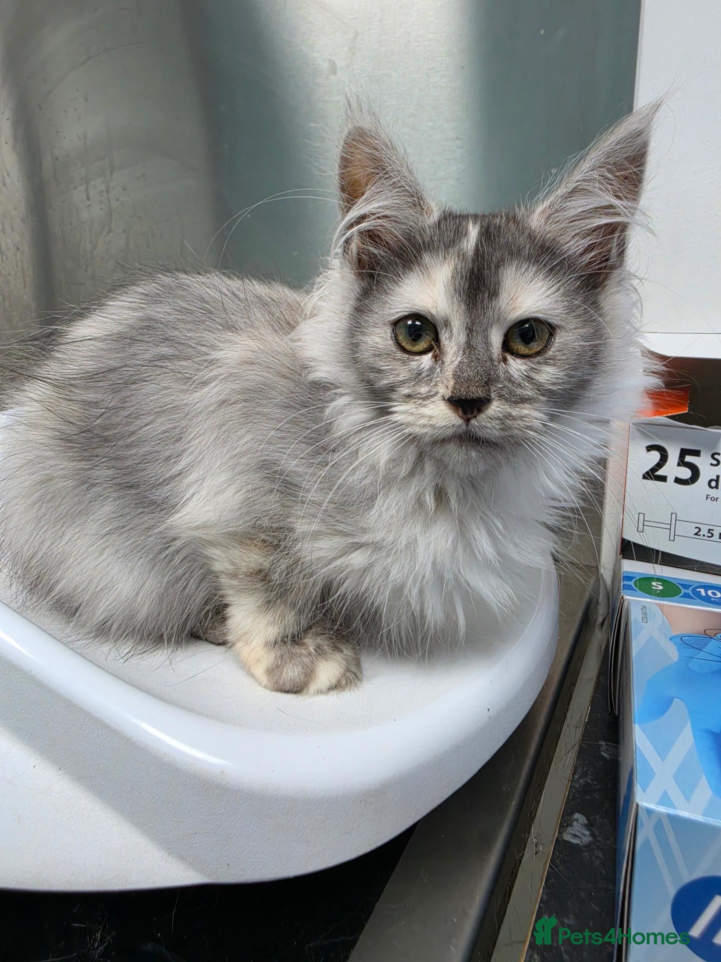 Maine Coon cats for sale: BEAUTIFUL MAINE COON KITTENS, POLY AND NON POLY  - Advert 2