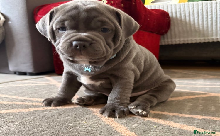 Staffordshire Bull Terrier dogs - Advert 1