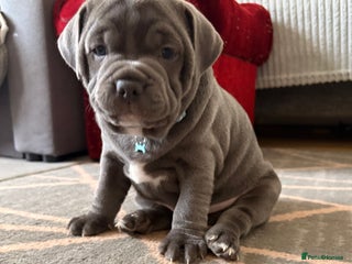 Staffordshire Bull Terrier dogs Puppy - Advert 15