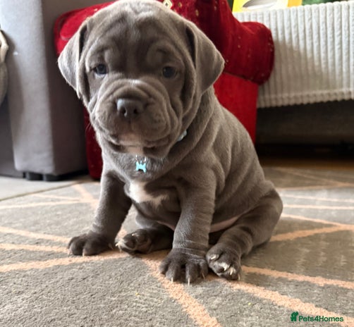 Staffordshire Bull Terrier dogs - Advert 1