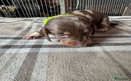 Miniature Dachshund dogs for sale: 🐾 Miniature Dachshund Puppies for Sale 🐾 - Image 21