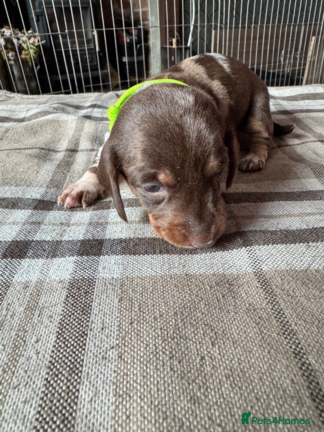 Miniature Dachshund dogs for sale: 🐾 Miniature Dachshund Puppies for Sale 🐾 - Image 21