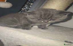 British Shorthair cats for sale: First Litter British Shorthair Pedigree Breed Blue - Image 23
