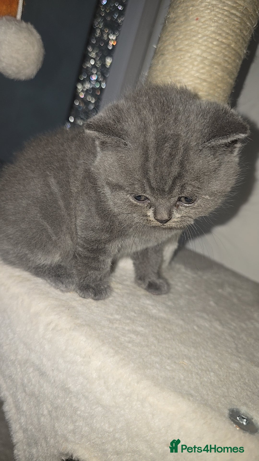 British Shorthair cats for sale: First Litter British Shorthair Pedigree Breed Blue - Image 23