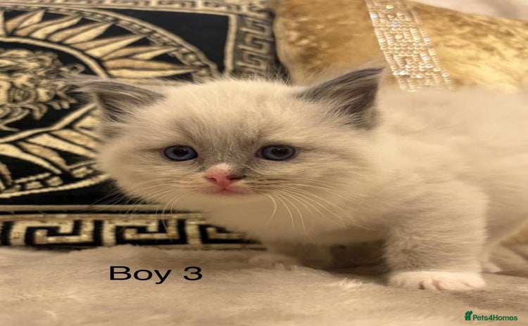 Ragdoll cats Beautiful ragdolls - Advert 3