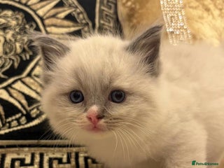 Ragdoll cats Beautiful ragdolls - Advert 5