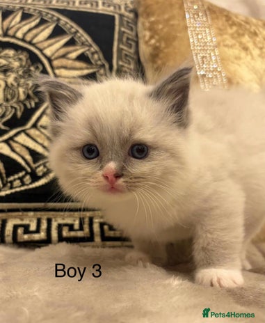 Ragdoll cats Beautiful ragdolls - Advert 3