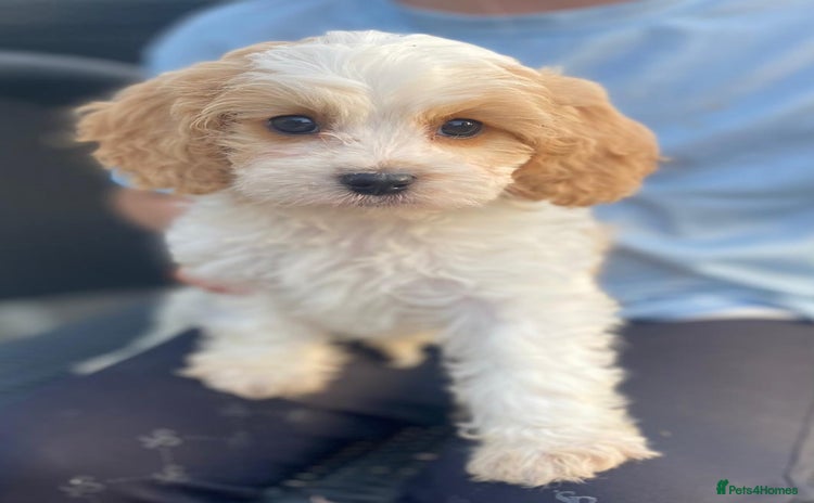 Cavapoo dogs - Advert 7