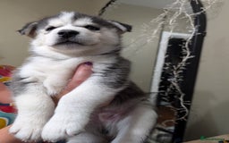Siberian Husky dogs for sale: Stunning Siberian husky puppies - Image 20