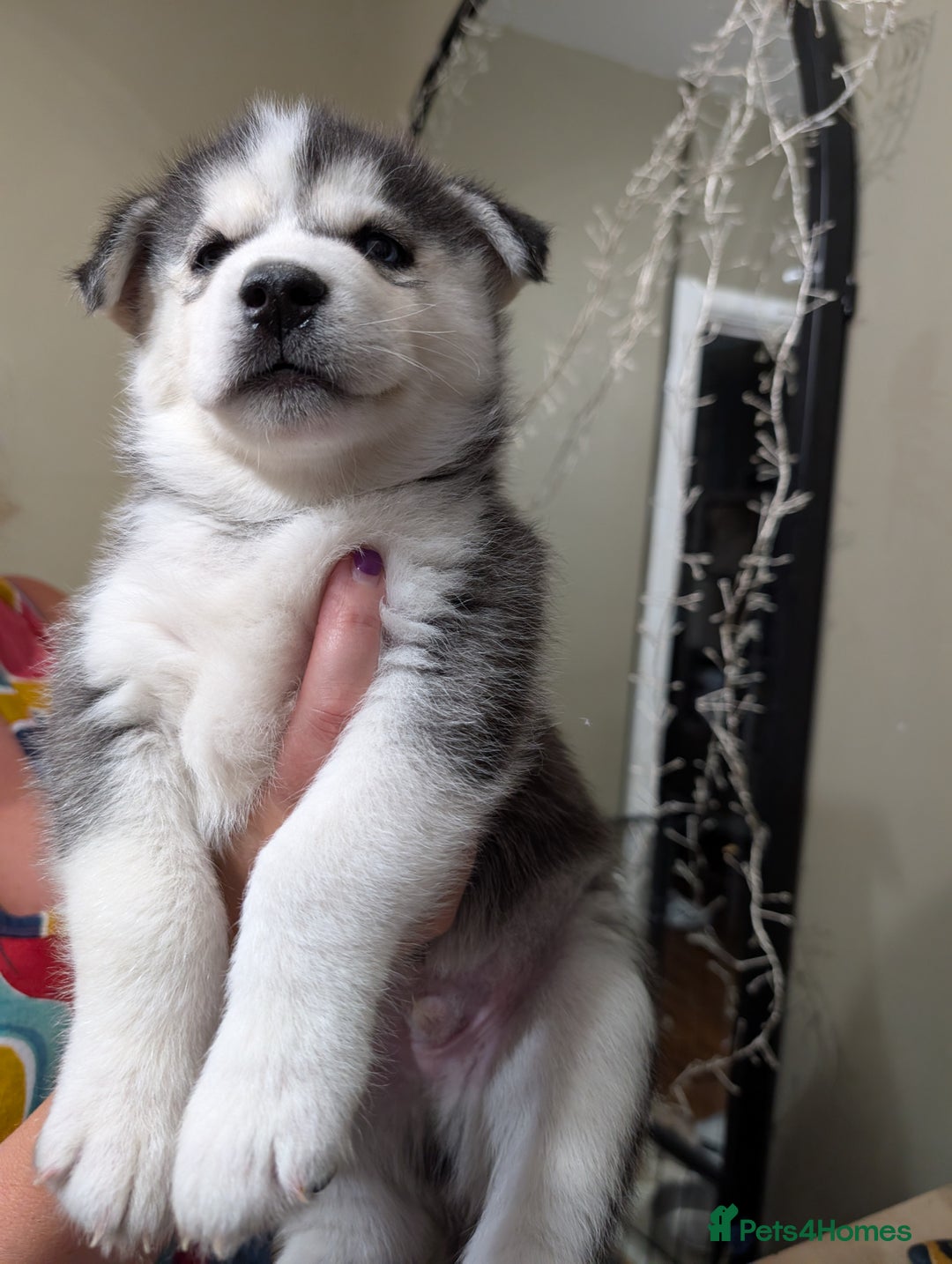 Siberian Husky dogs for sale: Stunning Siberian husky puppies - Image 20