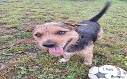 Patterjack dogs for stud: Jack Russell cross Patterdale for stud - Image 13