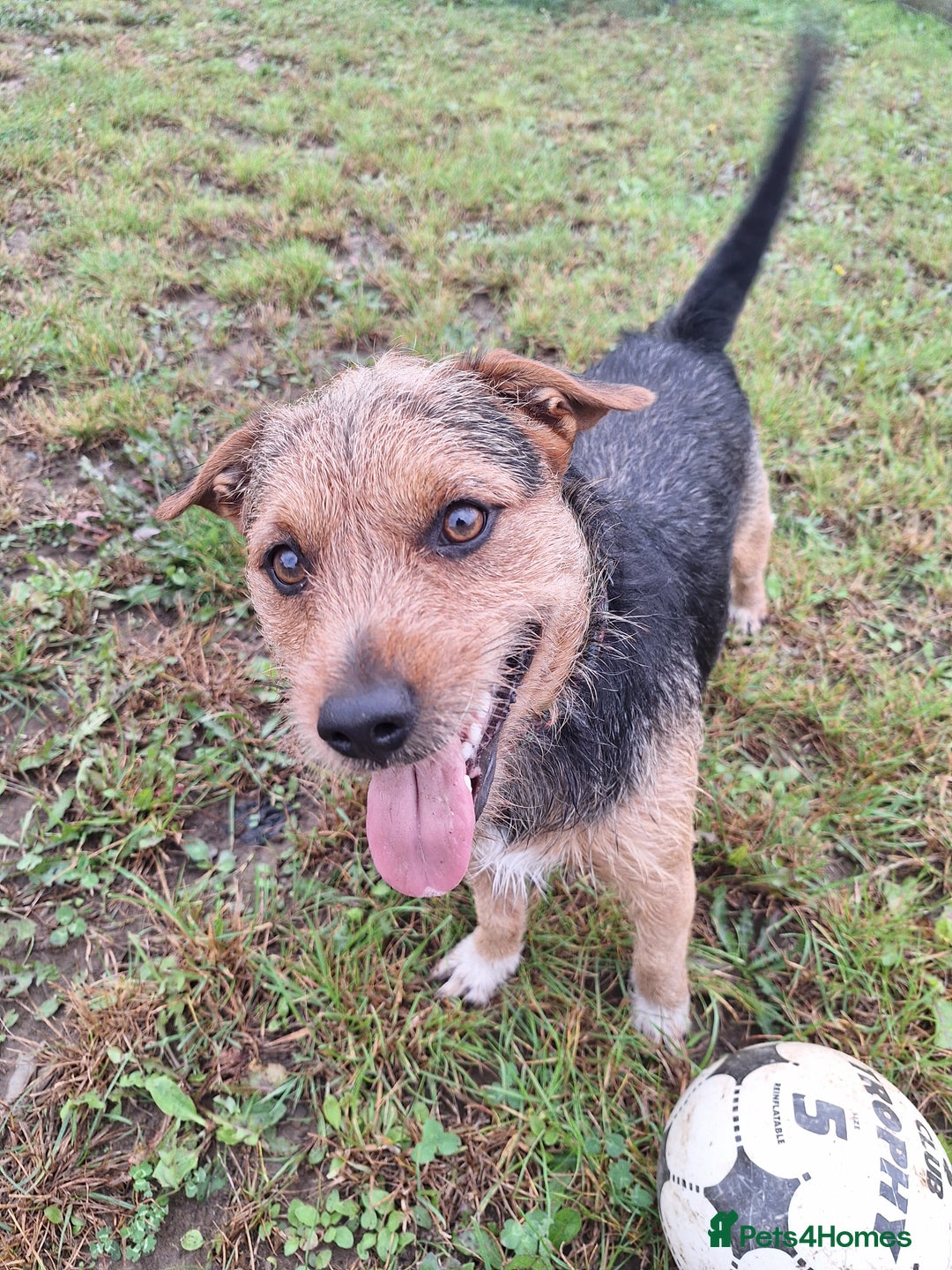 Patterjack dogs for stud: Jack Russell cross Patterdale for stud - Image 13