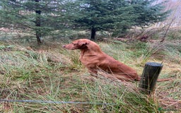 Labrador Retriever dogs for stud: KC REG FULLY HEALTH TESTED WORKING DARK RED STUD in Hawes - Image 13