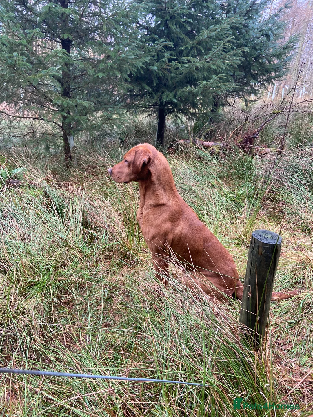Labrador Retriever dogs for stud: KC REG FULLY HEALTH TESTED WORKING DARK RED STUD in Hawes - Advert 13