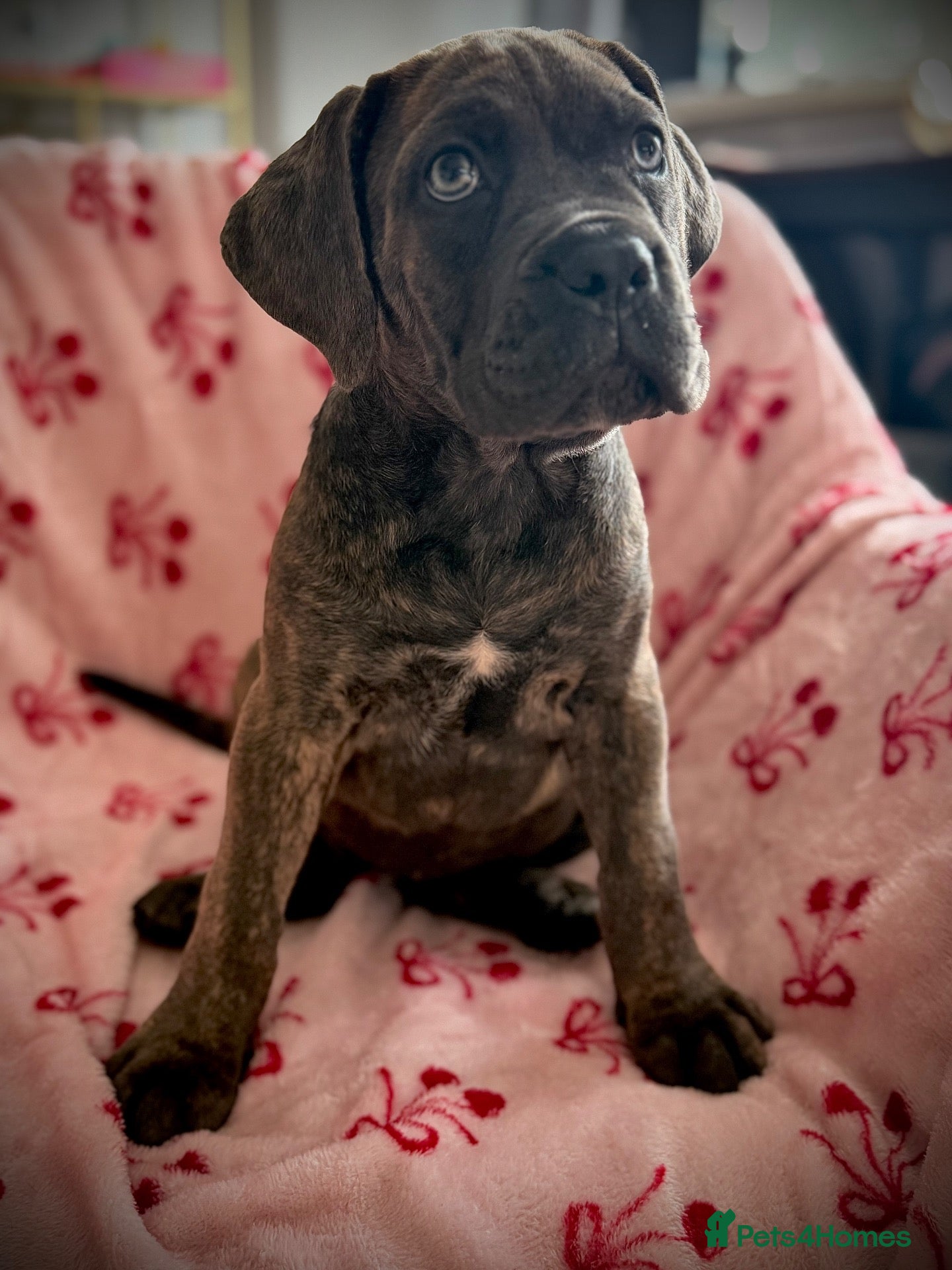 Cane Corso dogs 🐾 Balestra Magica Corso – Litter “K” 🐾 IKC/FCI - Advert 2