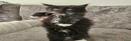Maine Coon cats for sale: Mainecoon × Siberian  - Advert 20