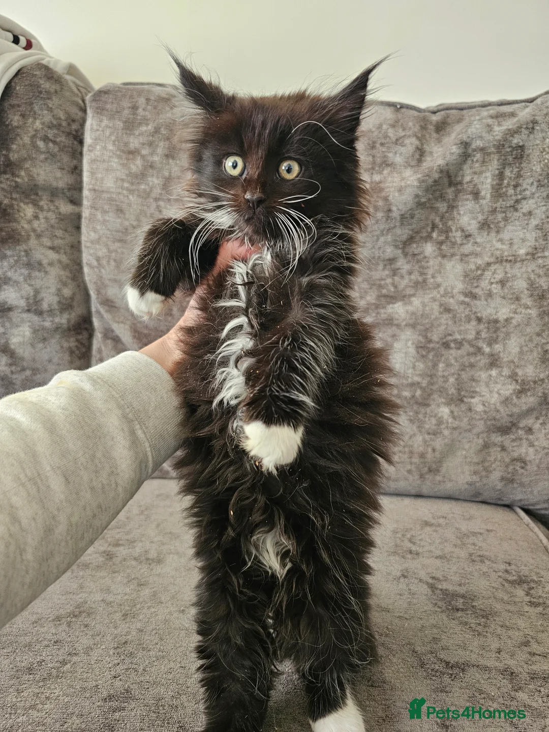 Maine Coon cats for sale: Mainecoon × Siberian  - Advert 20