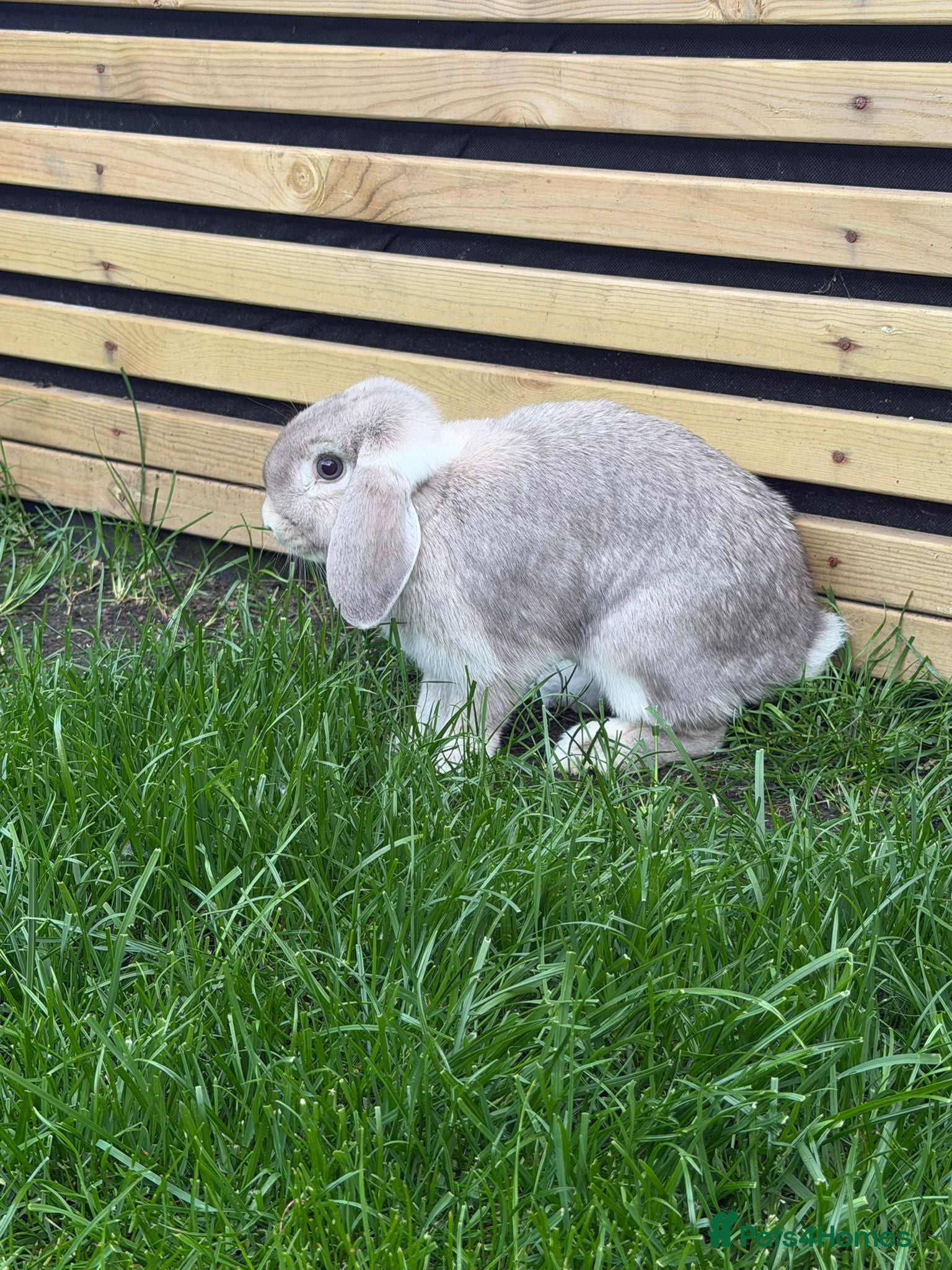 Mini Lop rabbits Two mini lops rabbits for sale with cage  - Advert 9
