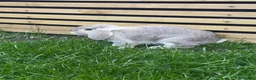 Mini Lop rabbits for sale: Two mini lops rabbits for sale with cage  in Loughborough - Advert 1