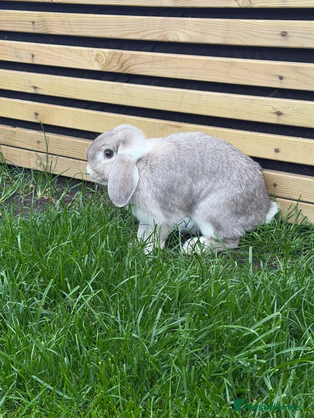 Mini Lop rabbits for sale: Two mini lops rabbits for sale with cage  in Loughborough - Advert 1