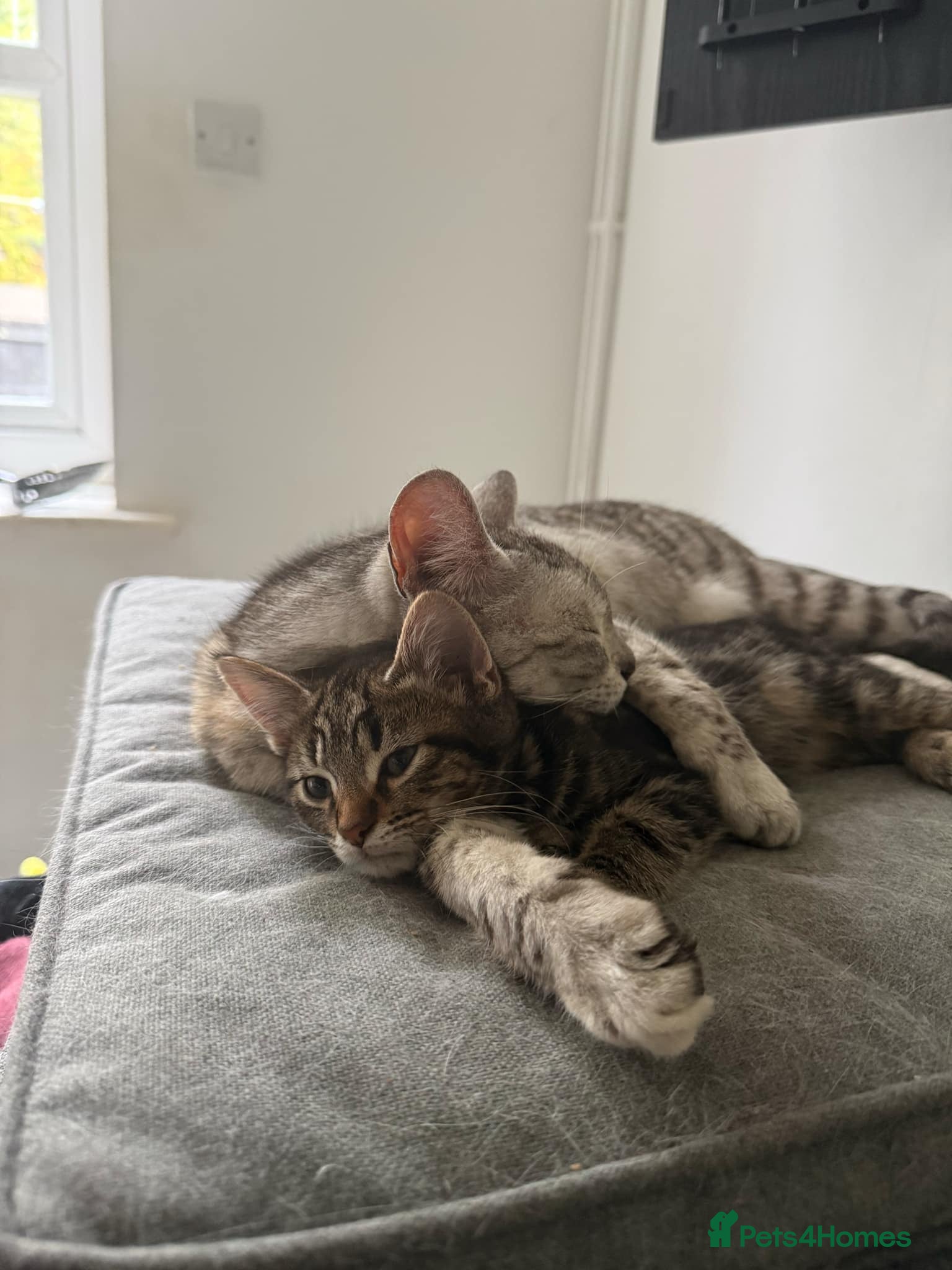 Mixed Breed cats Bengal cross kittens - Advert 2