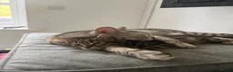 Mixed Breed cats for sale: Maine coon/Bengal kittens - Advert 7