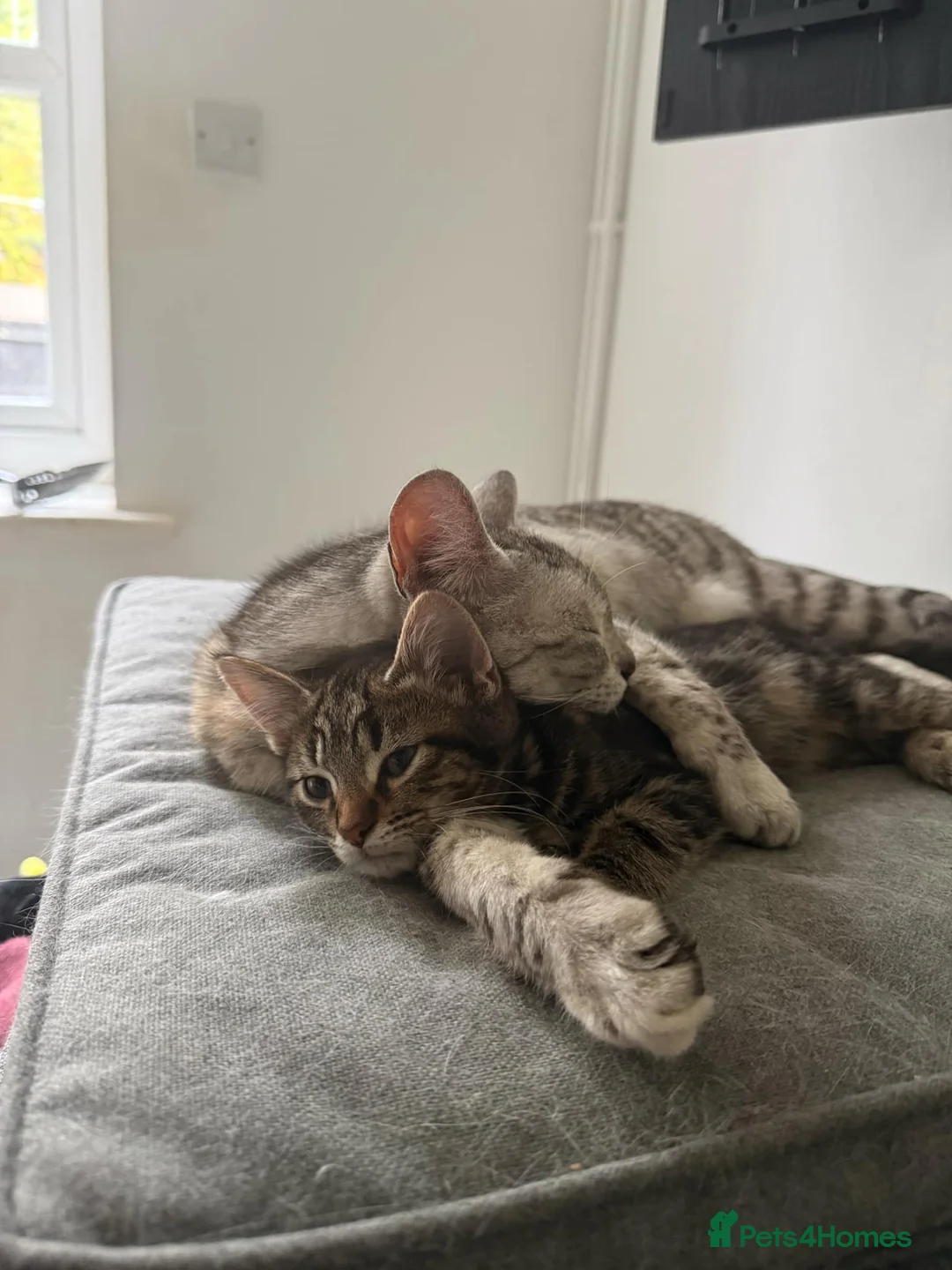 Mixed Breed cats for sale: Maine coon/Bengal kittens - Advert 7