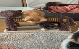 Mixed Breed cats for sale: 3 beautiful kittens for sale.  - Image 10