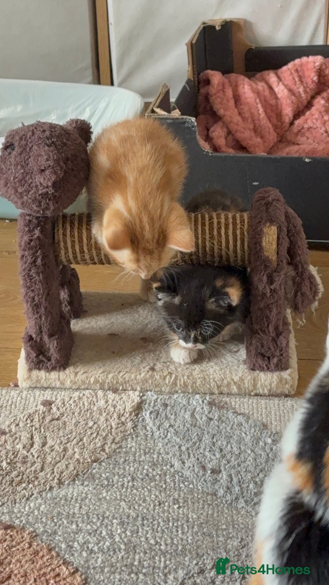 Mixed Breed cats for sale: 3 beautiful kittens for sale.  - Image 10