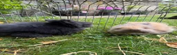 Angora rabbits for sale: Beautiful Gentle Angora Bunny Boys - Advert 4