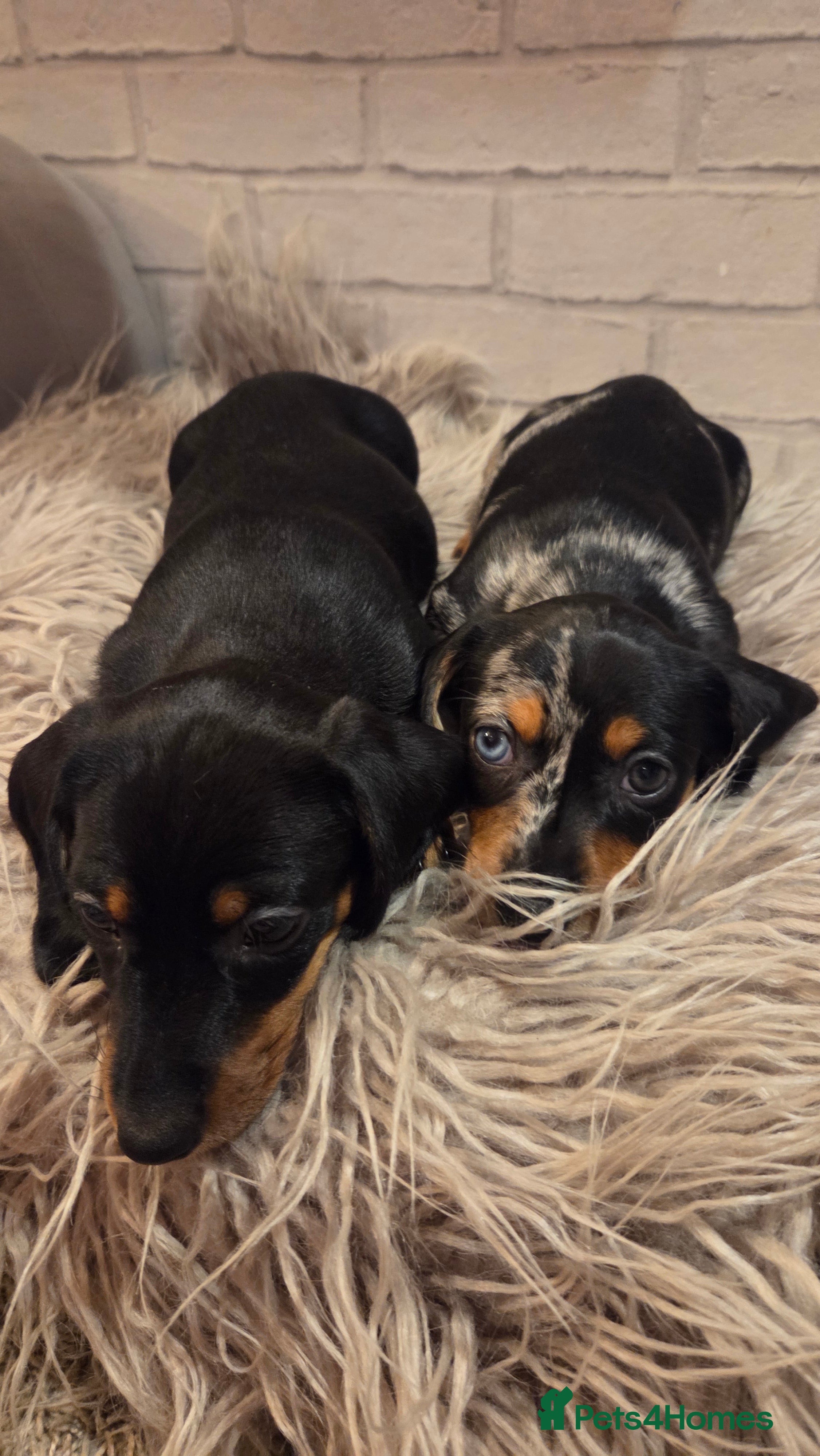 Miniature Dachshund dogs Miniature dadchund male puppies  - Advert 6
