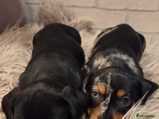Miniature Dachshund dogs Miniature dadchund male puppies - Advert 1