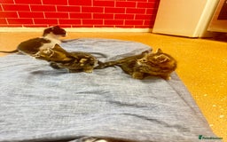 Mixed Breed cats for sale: 3 tabby cats ready in 2 weeks  - Image 1