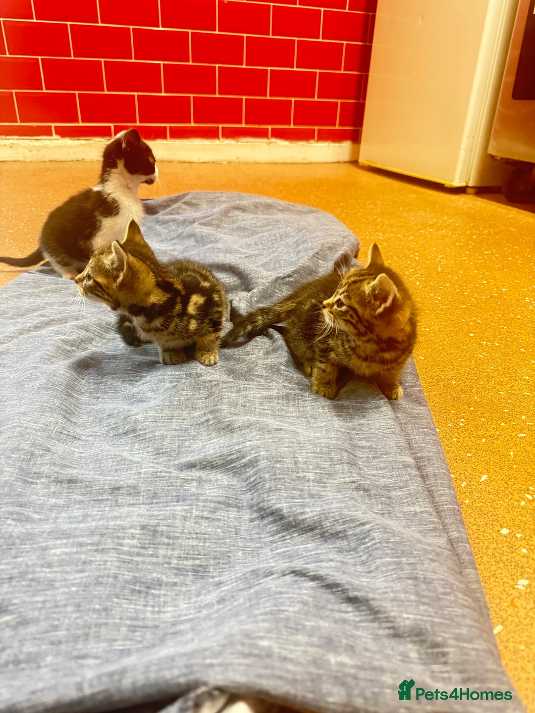 Mixed Breed cats for sale: 3 tabby cats ready in 2 weeks  - Image 1