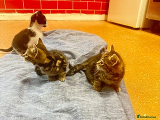 Mixed Breed cats - Advert 2