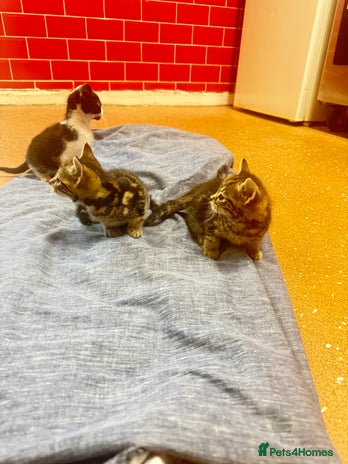 Mixed Breed cats - Advert 2