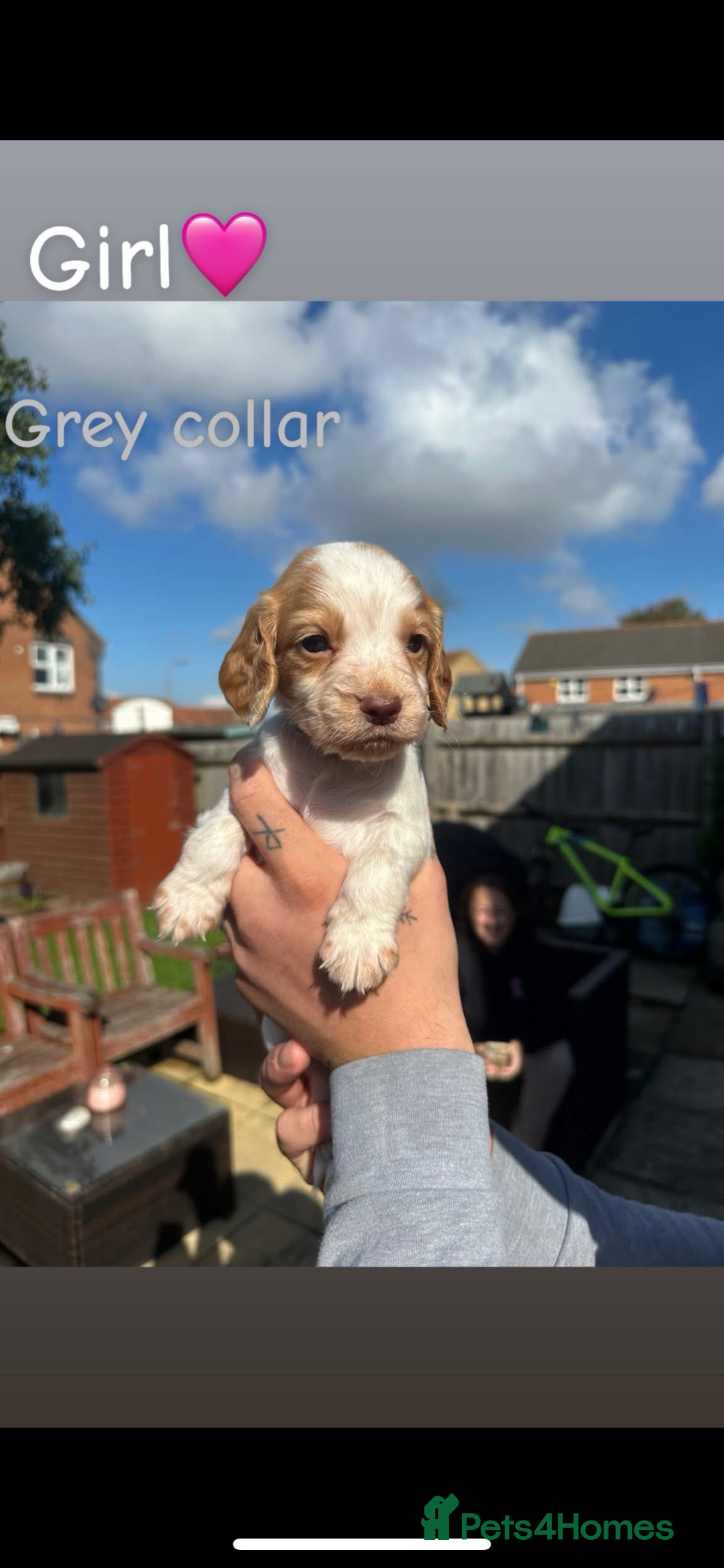 Cocker Spaniel dogs for sale: Cocker Spaniel Puppies ready 22nd October  - Image 9
