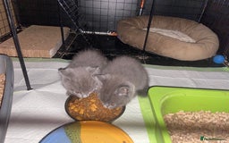 British Shorthair cats for sale: British short hair cross kittens, grey black.  - Image 21